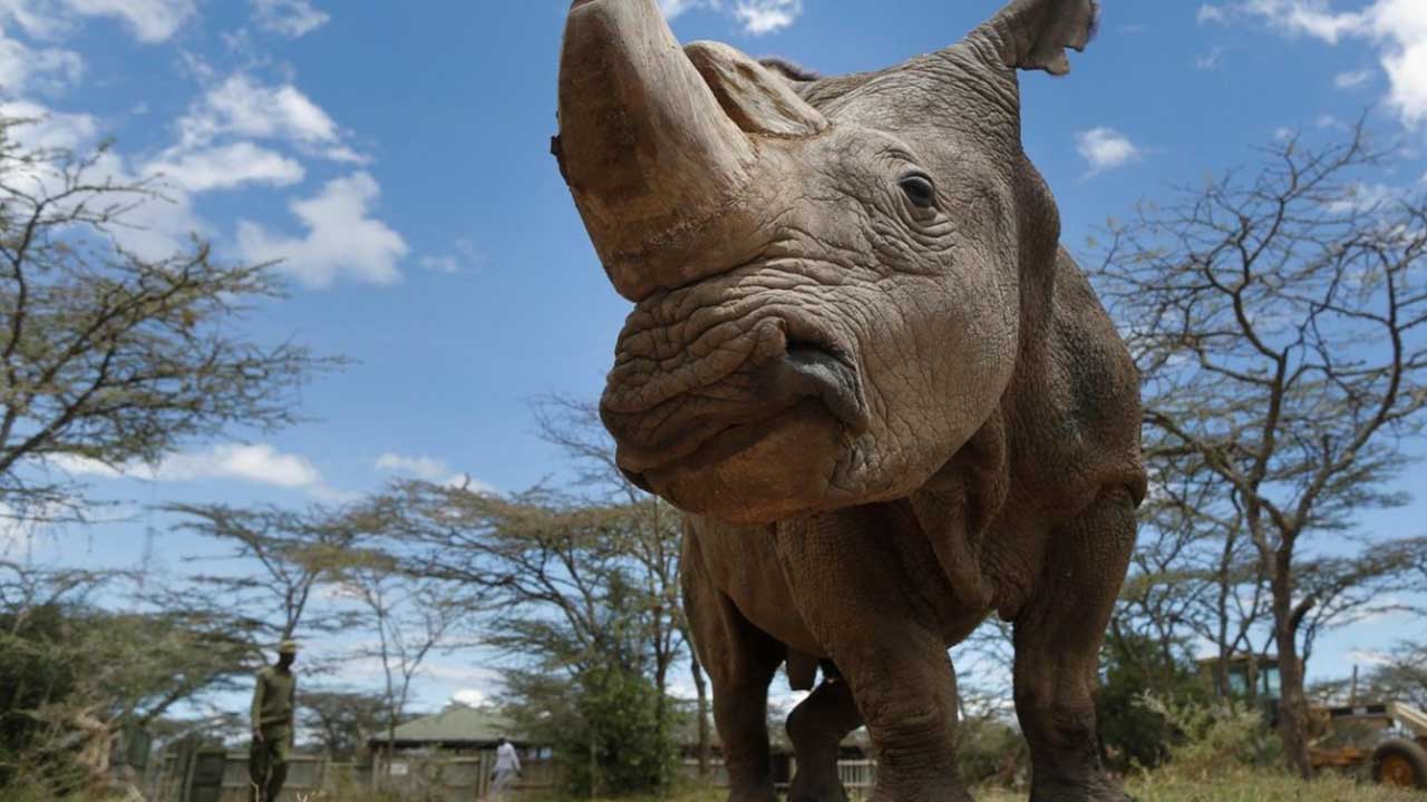 VIDEO: El rinoceronte que atacó una camioneta en el Safari de Puebla
