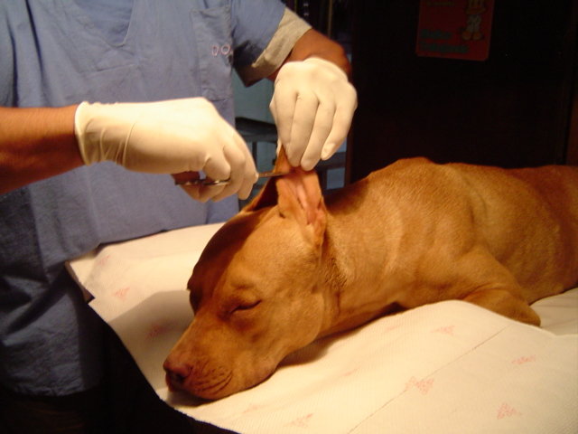 Prohíben en España el “maltrato cruel” de cortarle la cola y orejas a los perros