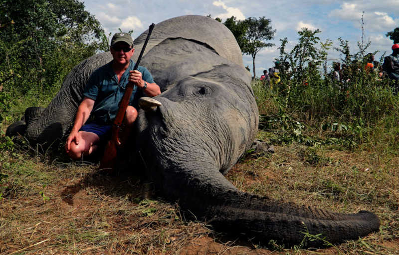 Donald Trump elimina la prohibición para importar cabezas y colmillos de elefante