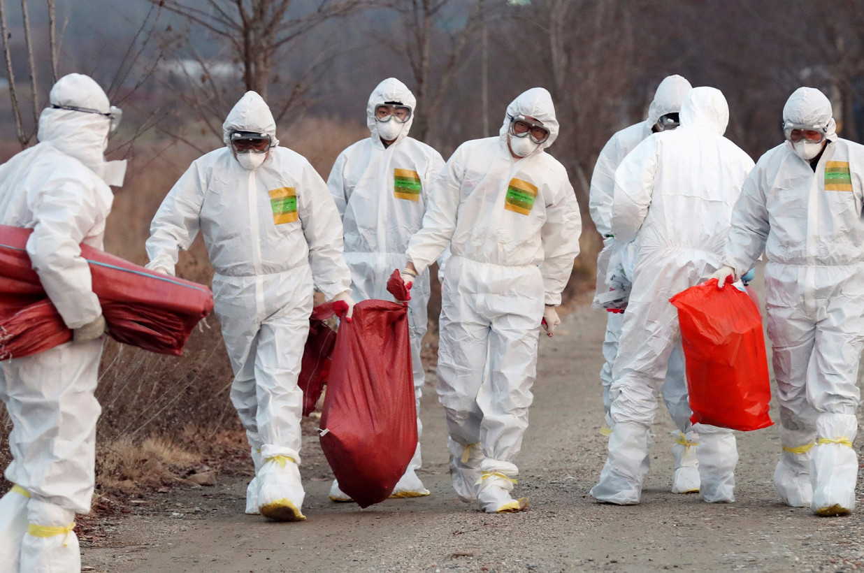 Epidemia de gripe porcina azota a Corea del Norte