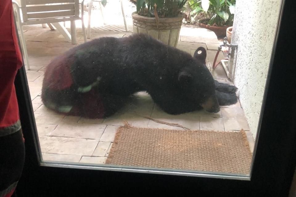 Capturan a oso 'cariñoso' tras quedarse dormido frente a una casa en Nuevo León
