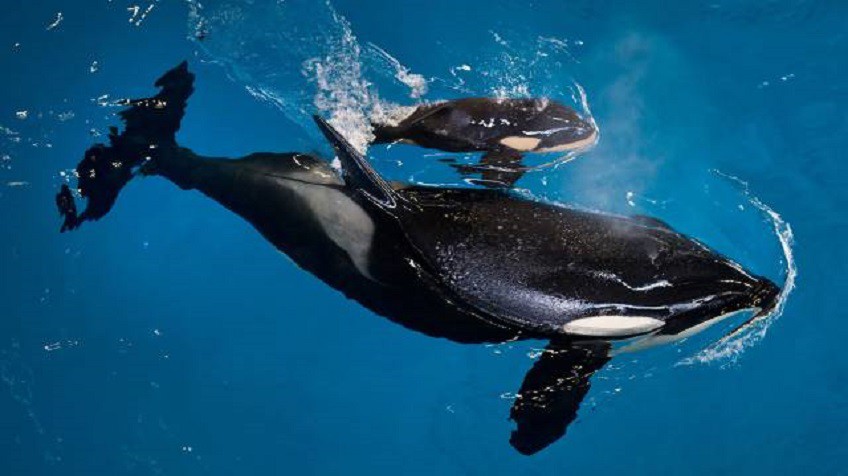 Nace la última orca en cautiverio de SeaWorld (VIDEO)