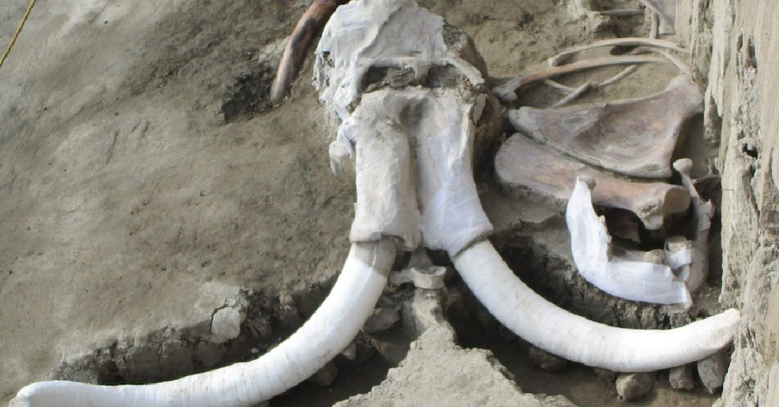 ¡Encuentran restos de 60 mamuts en Santa Lucía!