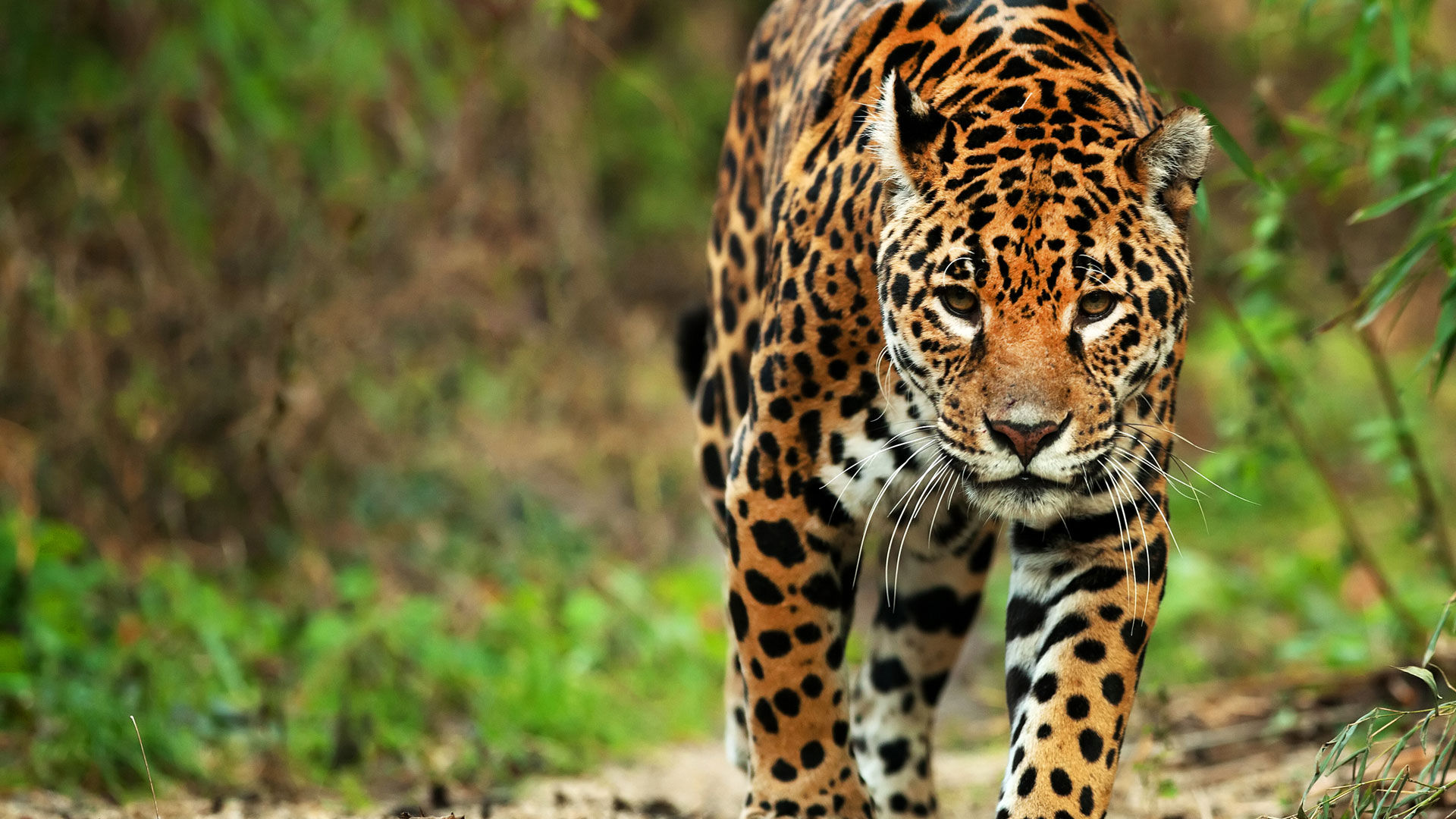 México es primer lugar.... en número de especies en peligro de extinción