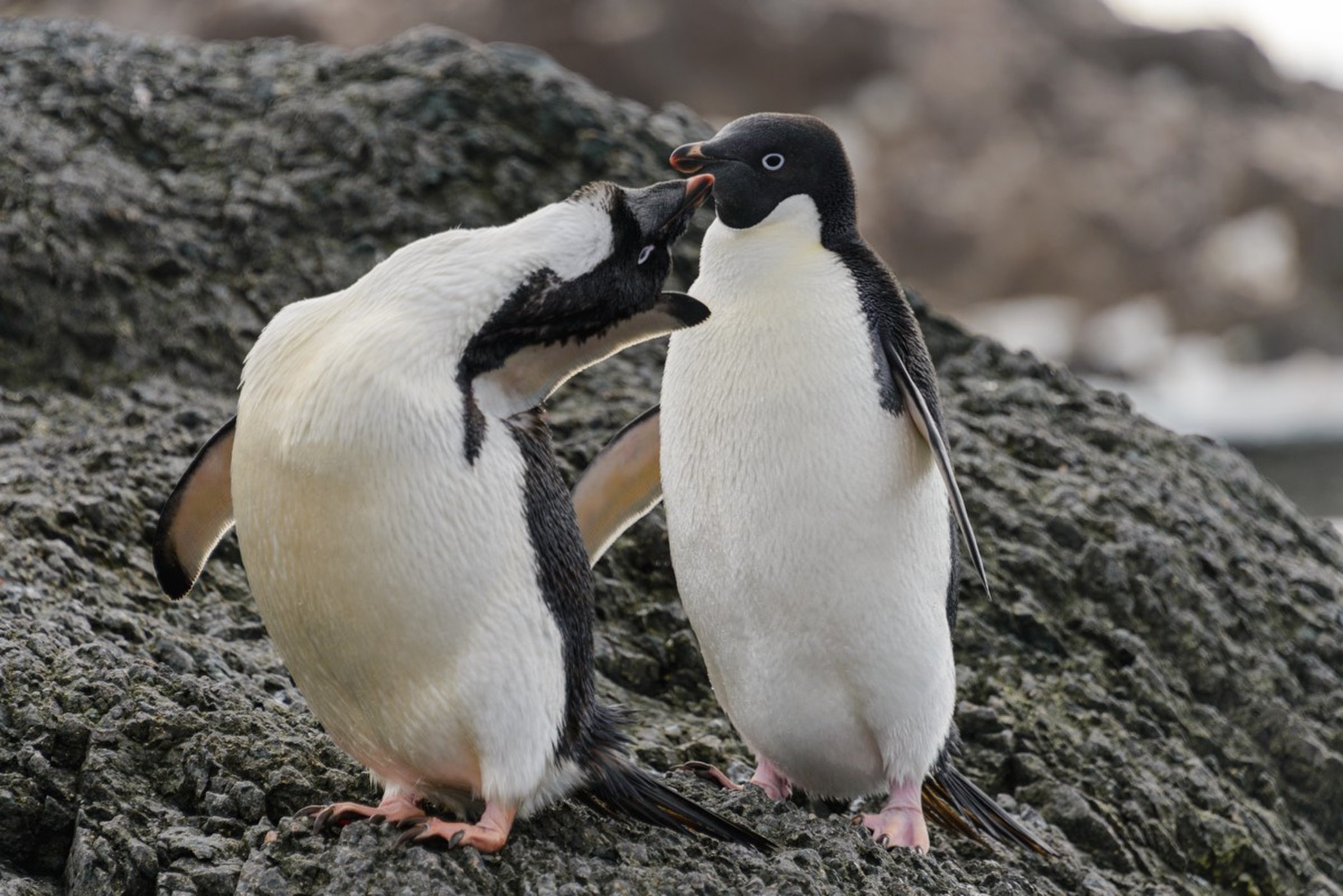 ¿Cómo se escondió esta supercolonia de 1.5 millones de pingüinos por 3 mil años?