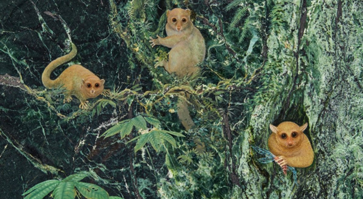 Descubren tres especies de primates que se creían extintos