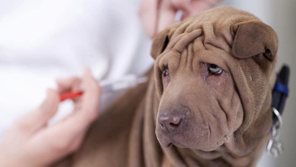 Día Mundial de la Rabia: ¿dónde vacunar gratis a tu mascota?