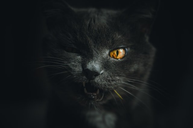 Lanzan campaña para evitar el sacrificio de gatos negros para ritos en Halloween