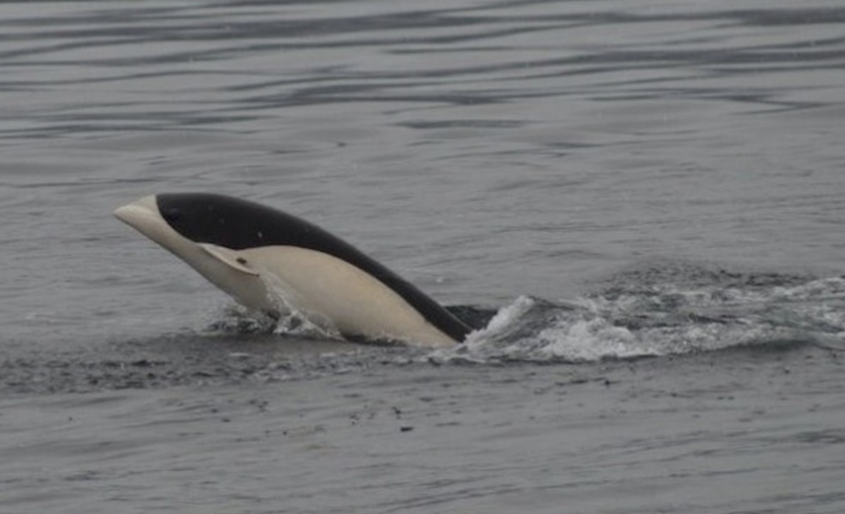 Fotografían por primera vez a un delfín liso en Chile