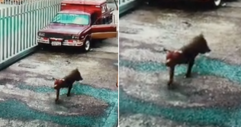 VIDEO. Niña salva a su perrito del feroz ataque de un pitbull en plena calle
