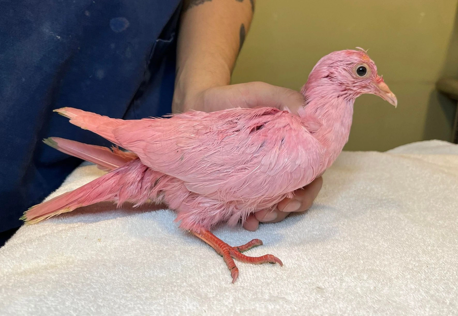 Pintan de rosa una paloma para revelación de género y muere por toxinas del tinte