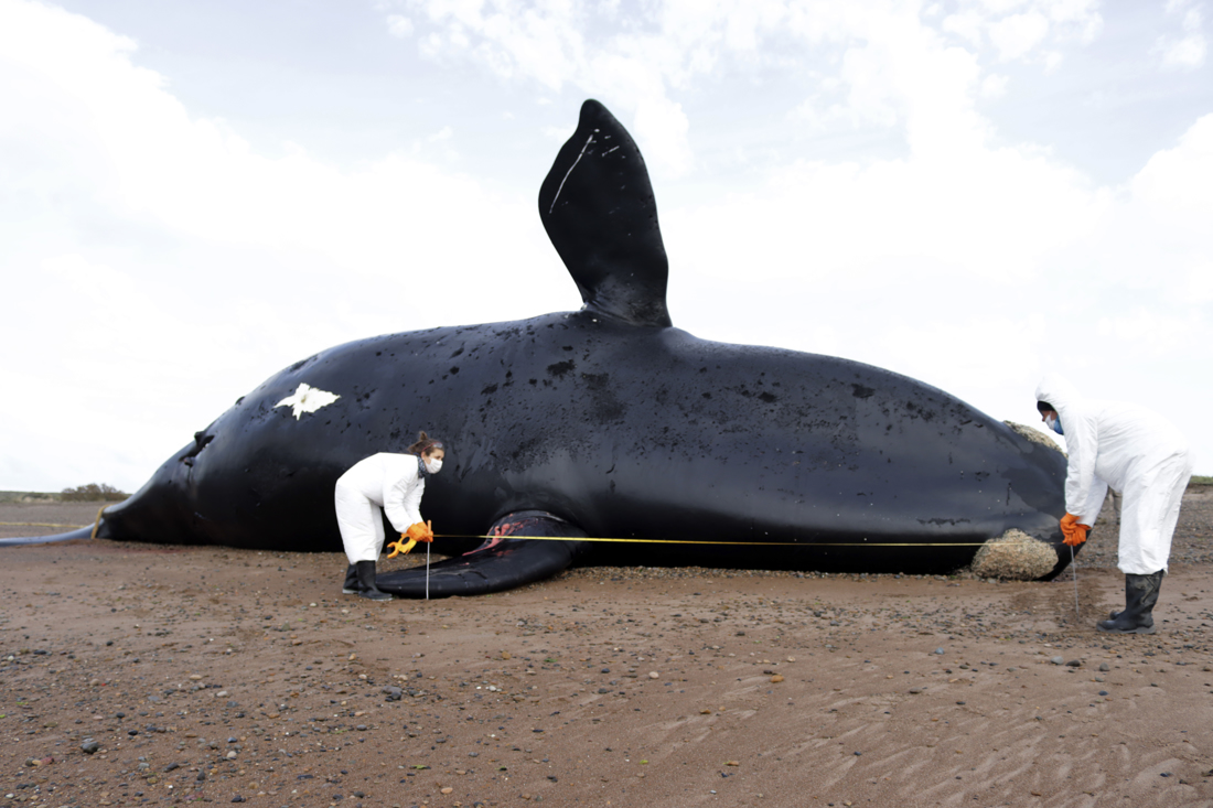 El misterio de las 30 ballenas muertas en costas de Argentina