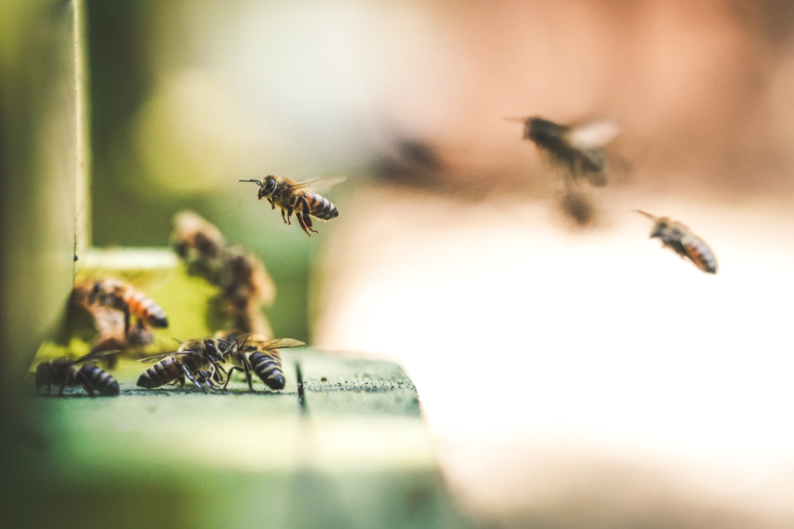Las plagas y la deforestación están arrasando el hábitat de las abejas