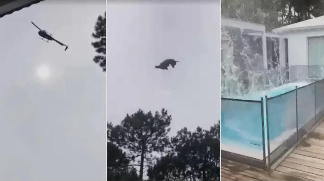 VIDEO. Lanzan desde helicóptero a cordero a la piscina de un empresario