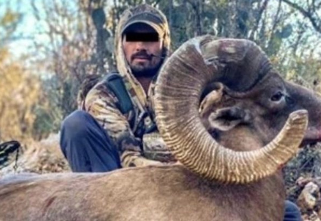Detienen a cazador que mató a un borrego cimarrón que era protegido con fines de reproducción
