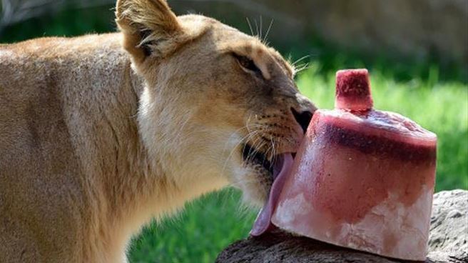 Saborean paletas de hielo animales del zoológico de Mérida para mitigar el calor