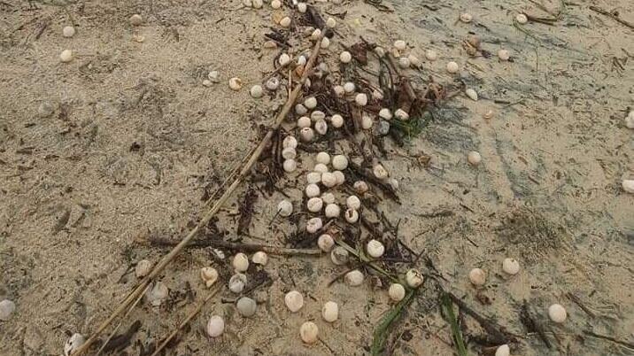 'Narda' acaba con cientos de nidos de huevos de tortuga