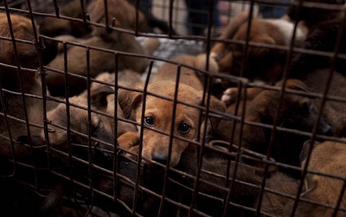 Kim Jong Un confisca perros a norcoreanos para venderlos en carnicerías