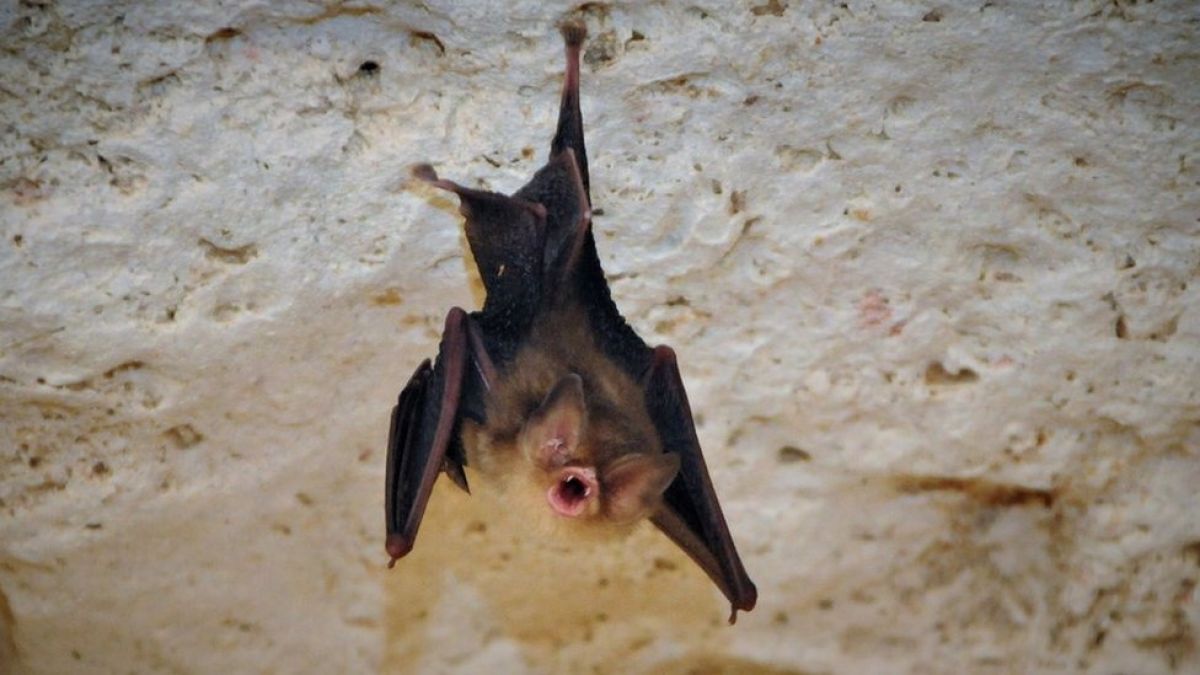 Haciéndoles manicure: así preservan a murciélagos en peligro de extinción