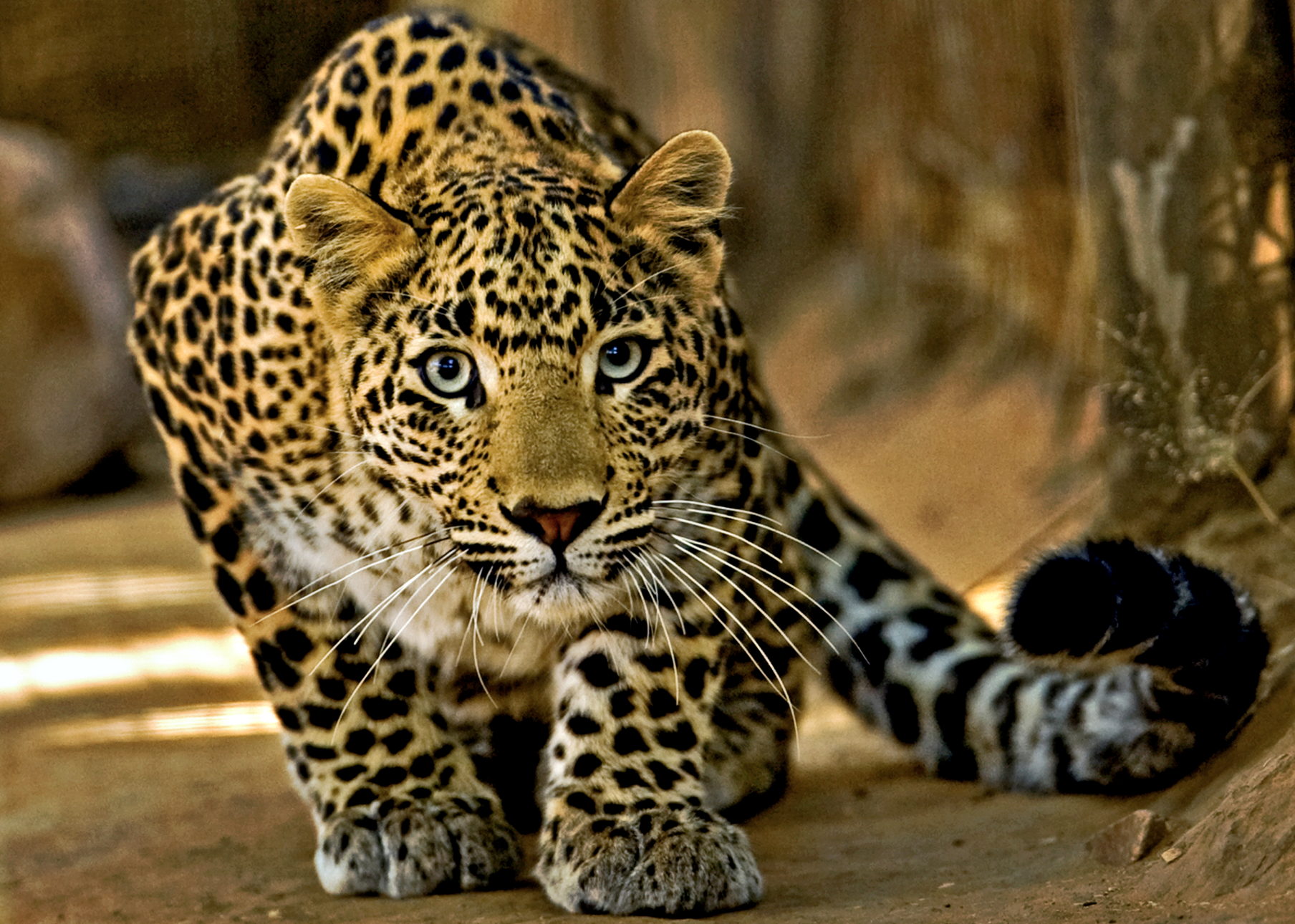 Un leopardo mata a un niño en la cocina de su propia casa