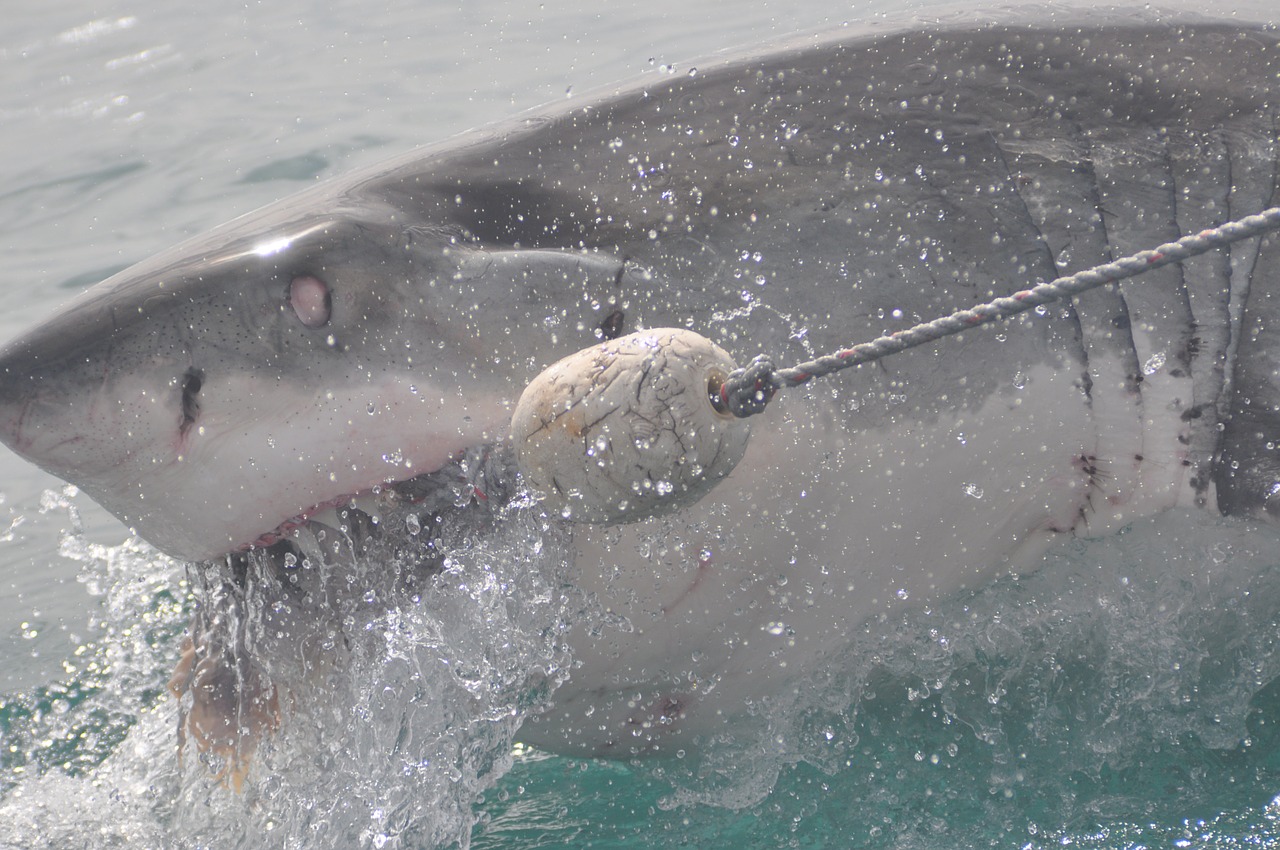 Desaparece turista y hallan su mano en el estómago de un tiburón tigre