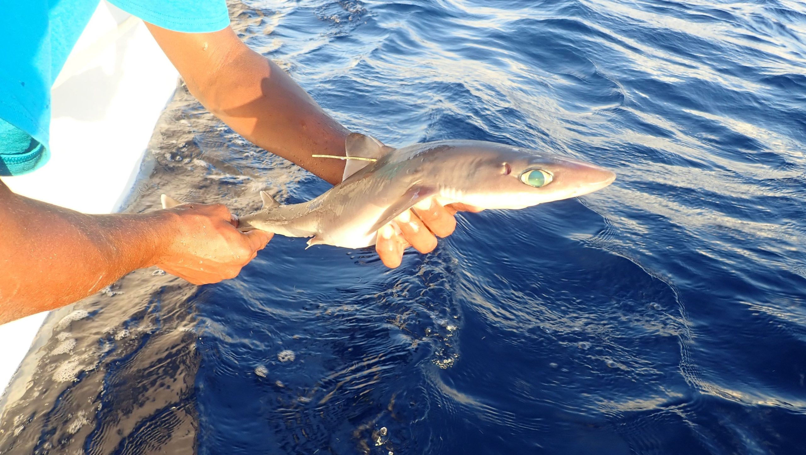 Descubren nueva especie de tiburón en el Golfo de México