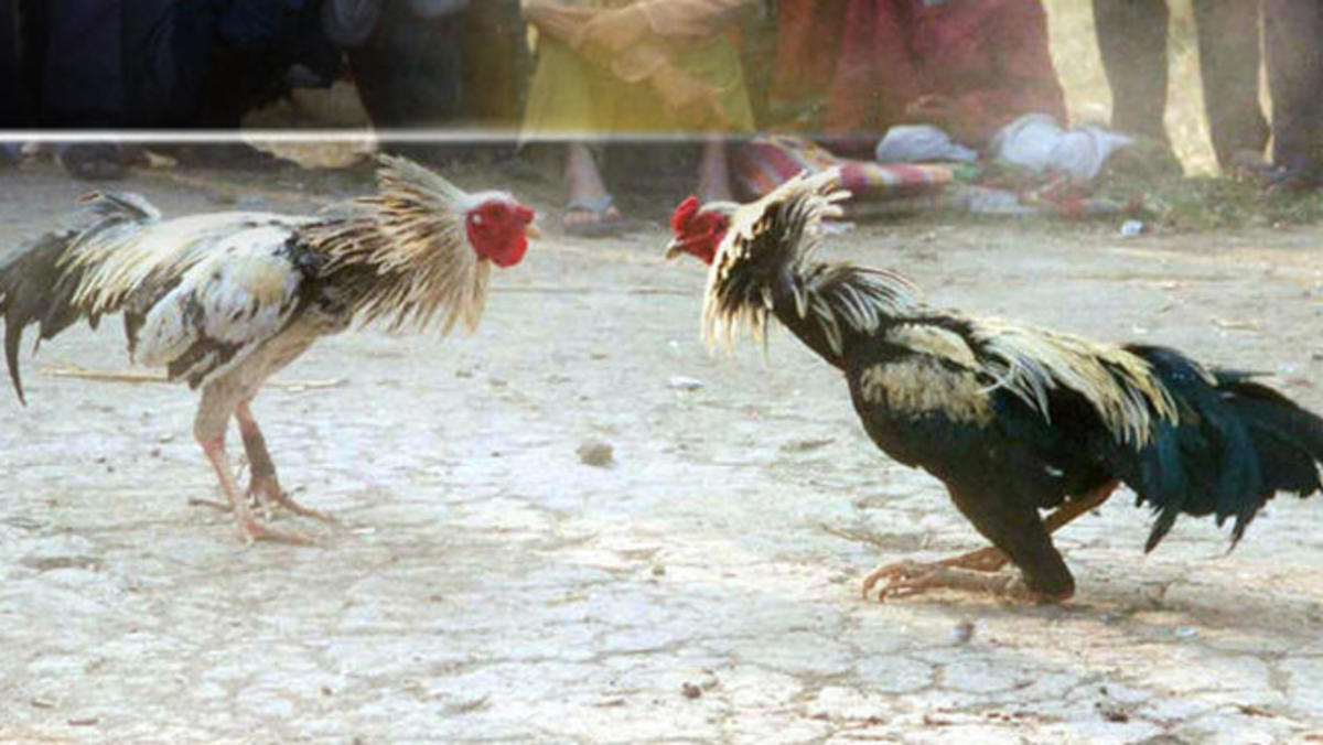 Quieren proteger peleas de gallos declarándolas Patrimonio Cultural