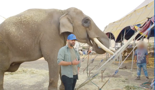 ‘Lagrimas falsas’: señalan a Arturo Islas por ‘armar circo’ en el rescate del elefante Big Boy
