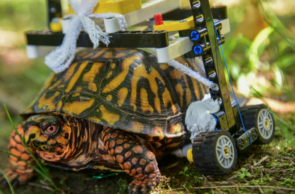 La tortuga que volvió a caminar gracias a una silla de LEGO