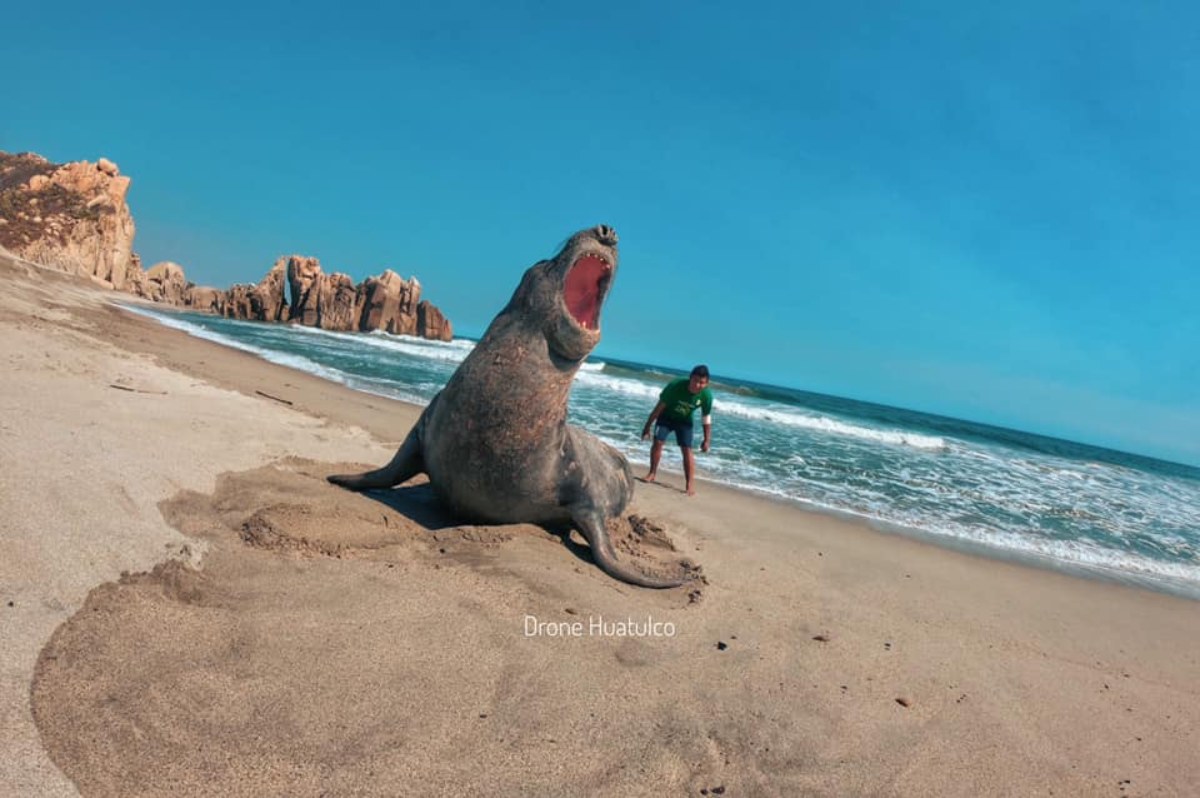 VIDEO. Un elefante marino descansando en playas de Huatulco