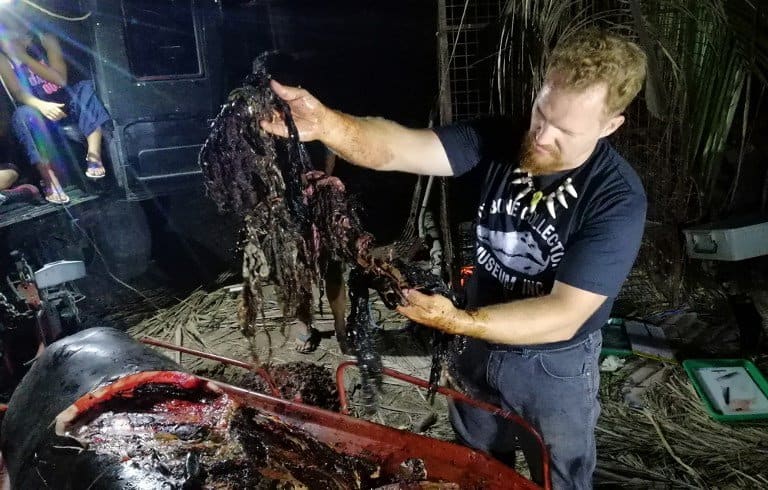Encuentran ballena muerta con 40 kg de basura en el estómago