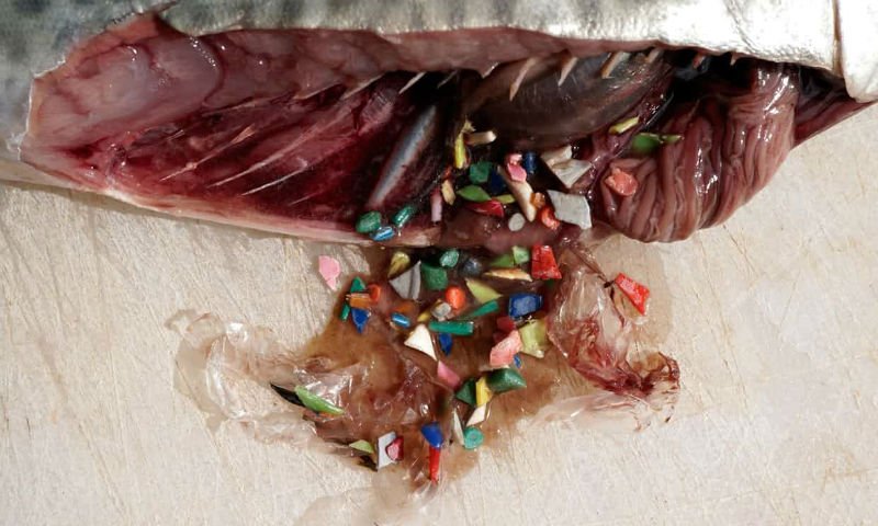 ¿Por qué el plástico comienza a ser el alimento preferido de los peces en los océanos?