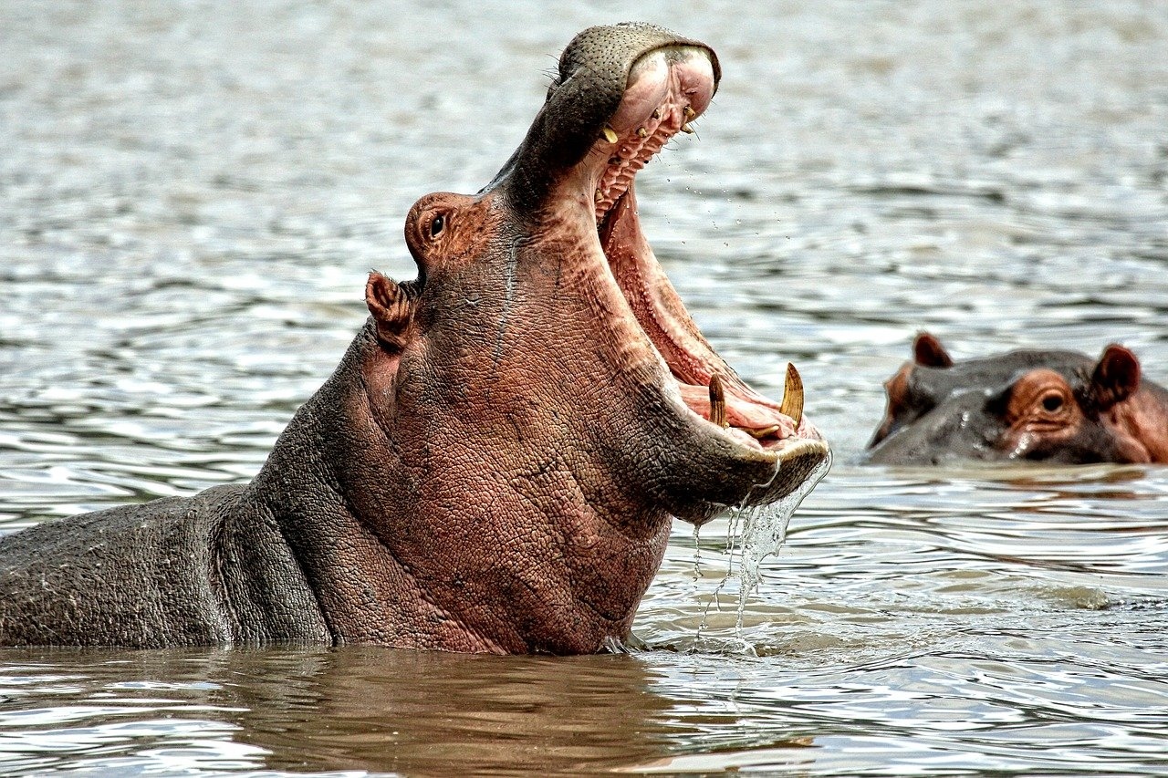 VIDEO. Indigna turista que tira basura en la boca de un hipopótamo en un safari