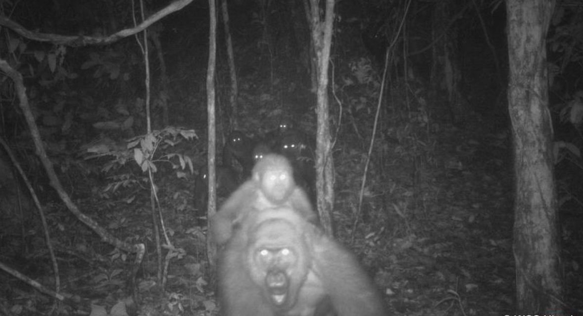 VIDEO. ¡Sus ojitos! Bebés de gorila en peligro de extinción son vistos en un bosque