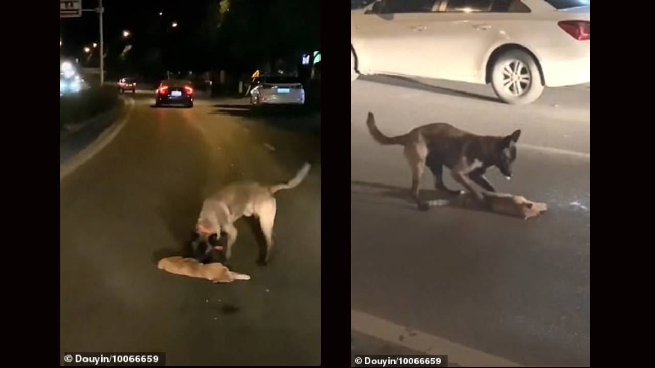 VIDEO. Perro intenta rescatar a gatito atropellado en plena carretera