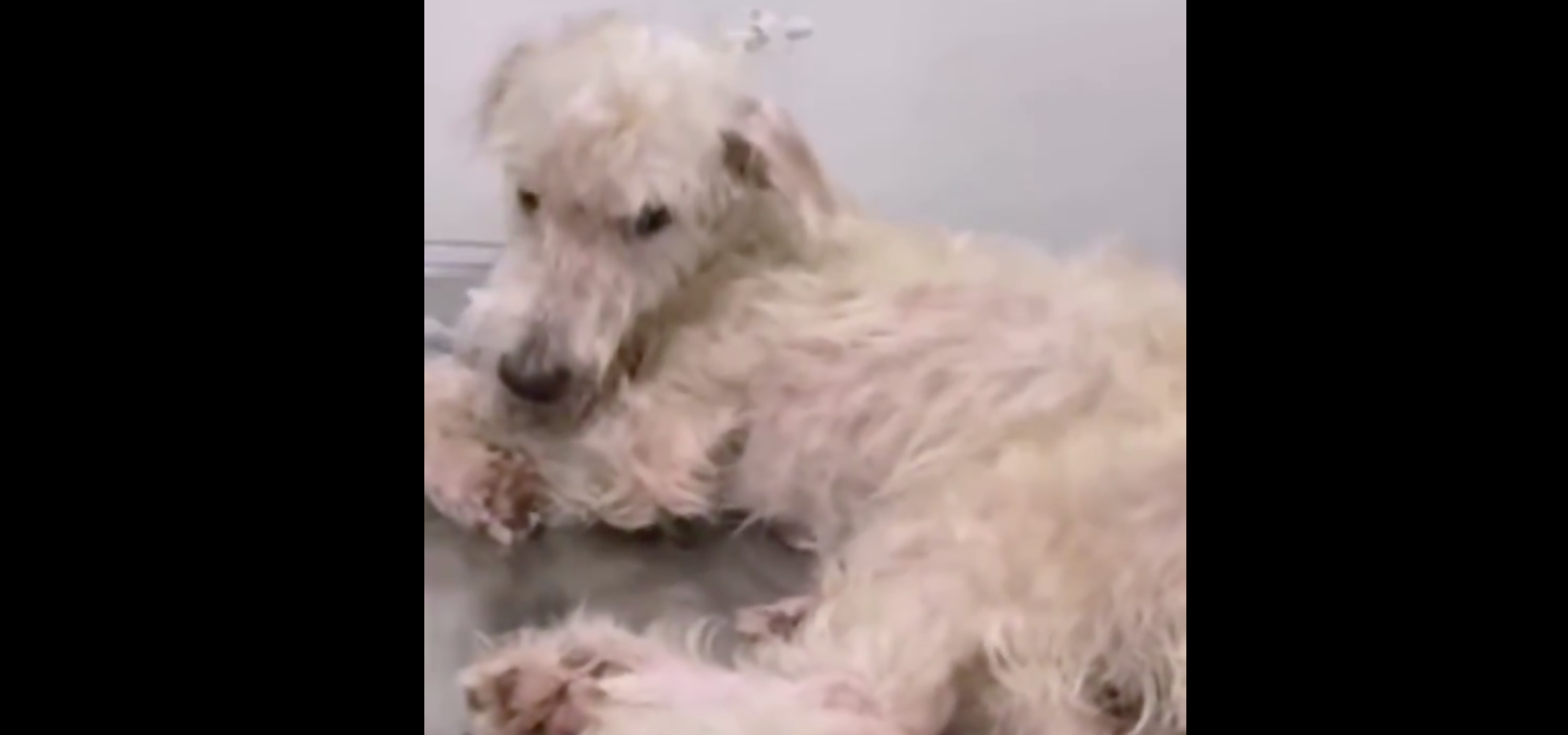 #JusticiaParaBruno: encuentran a perrito atado de patas y hocico en una cubeta