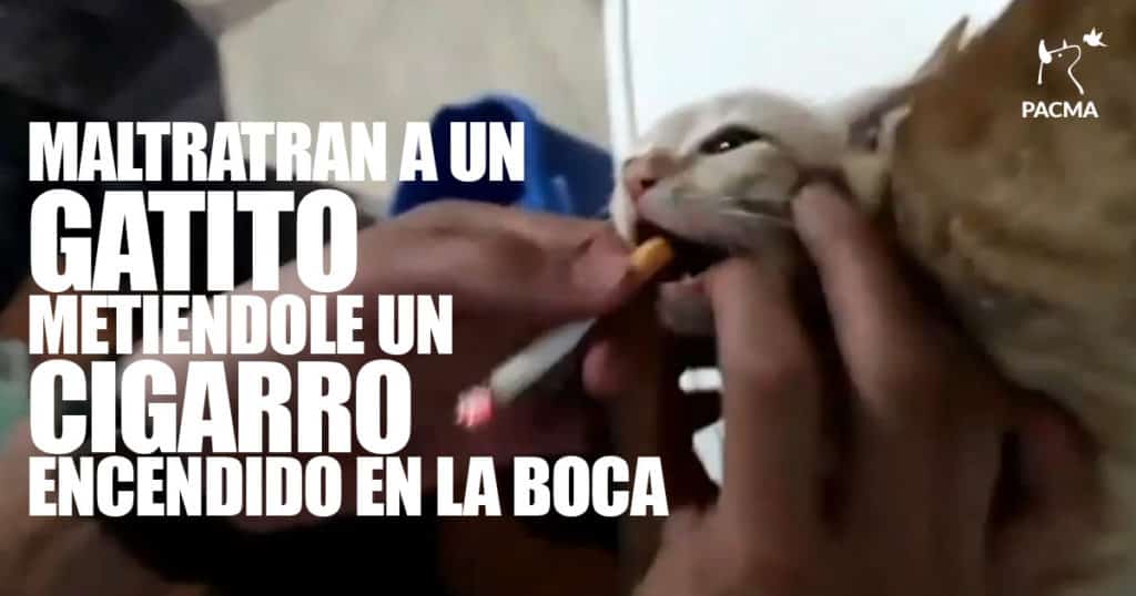 (VIDEO) Denuncian que jóvenes obligaron a un gatito a fumar tabaco