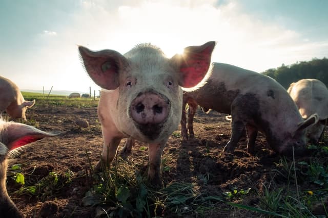 Alemania activa alerta tras confirmarse el primer caso de peste porcina africana