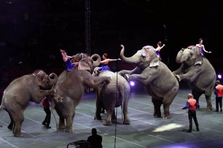 Proponen que regresen animales a los circos en México