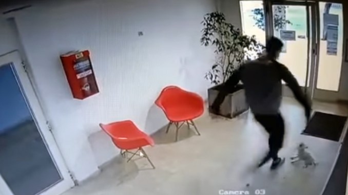 VIDEO. ¡Tarjeta roja! Captan a árbitro de futbol pateando brutalmente a una perrita