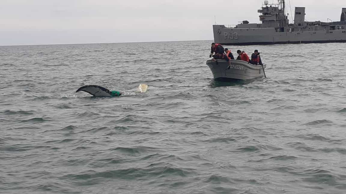 ¡Good News! Marinos liberan ballena atrapada en red de pesca