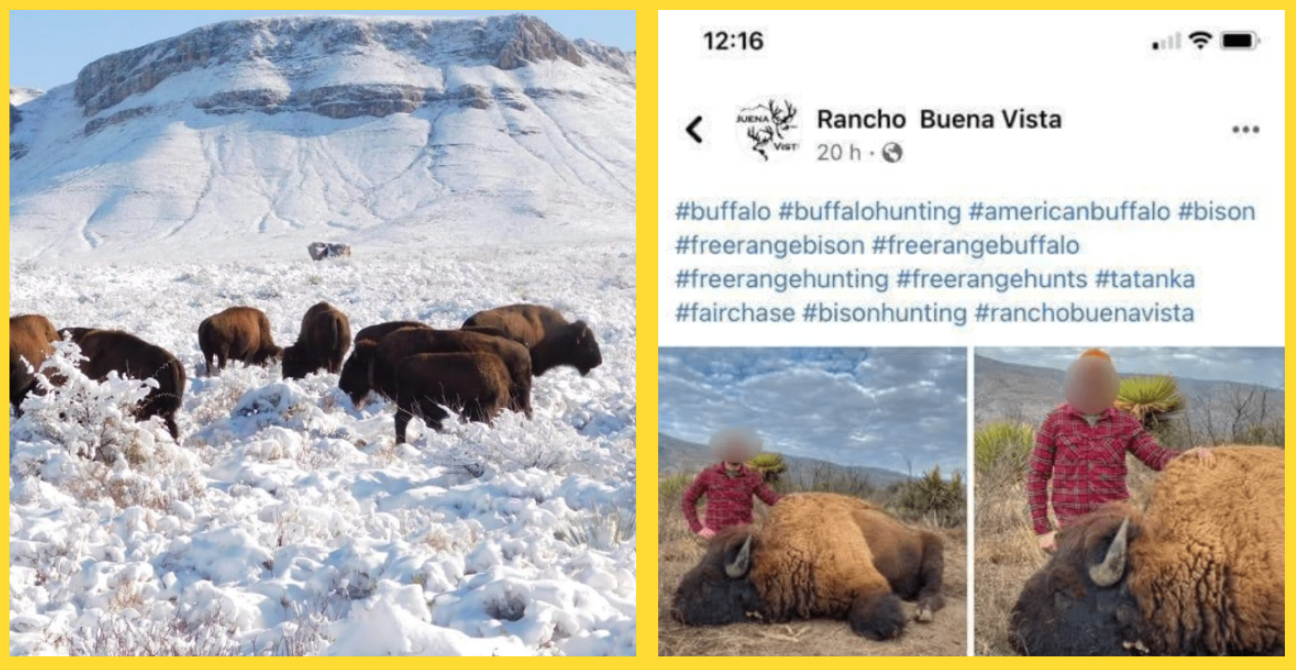 FOTOS. Indigna en redes la caza de un bisonte en Coahuila tras regresar a México