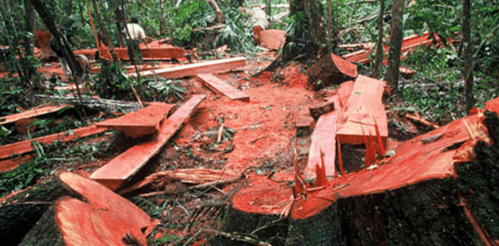 El escuadrón de élite ecologista que lucha contra la tala de árboles en ...