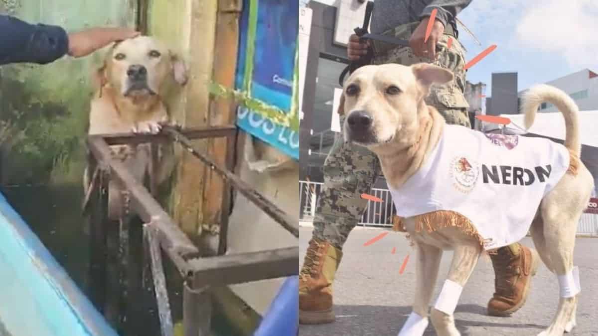 El regreso de Nerón: perrito rescatado en inundaciones de Tabasco desfila con el Ejército
