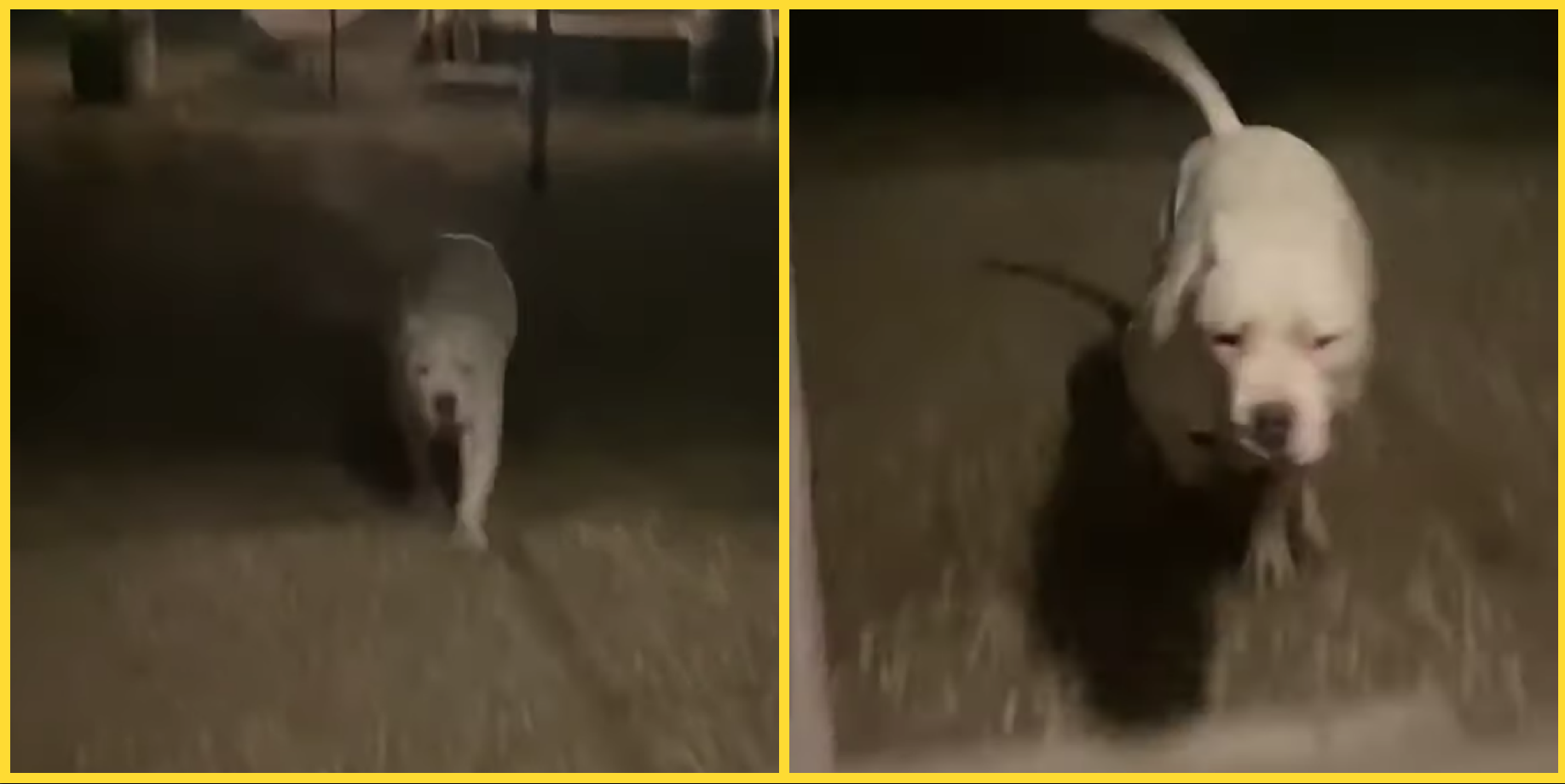 VIDEO. Así se comunica una mujer con su perro sordo